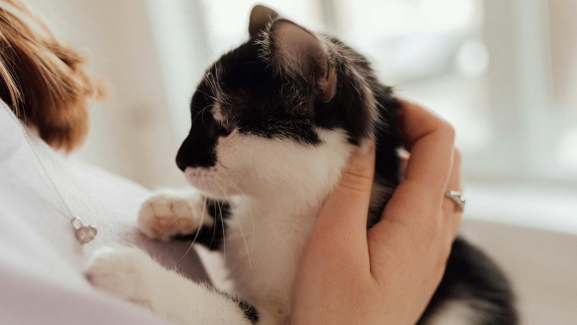 gato con su dueña
